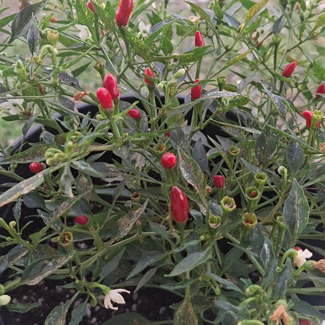 Photo of the plant species Chile Penguin by @BossPoisonpie named Pepper pot on Greg, the plant care app