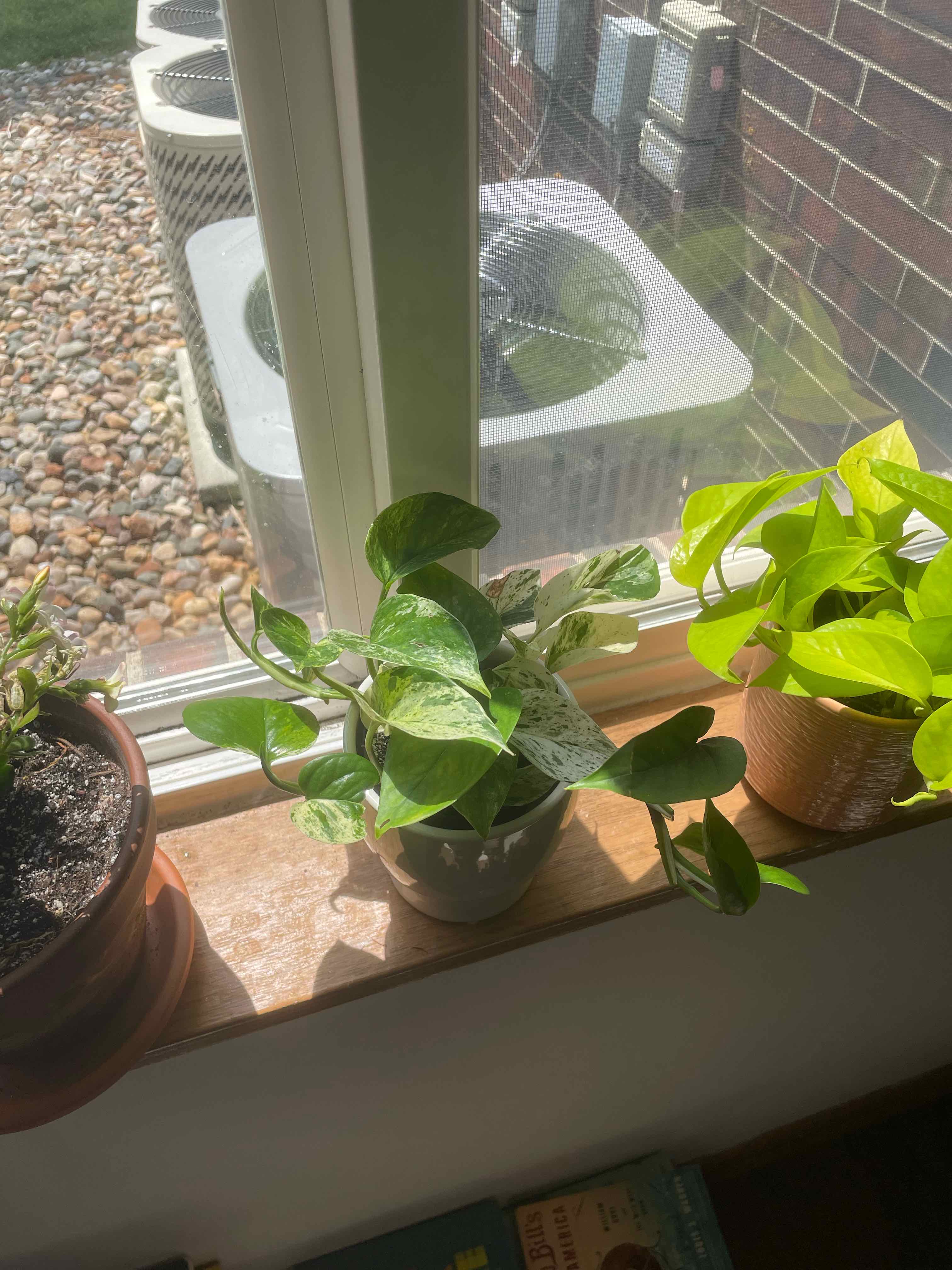 Marble Queen Pothos plant on a windowsill with healthy variegated leaves.