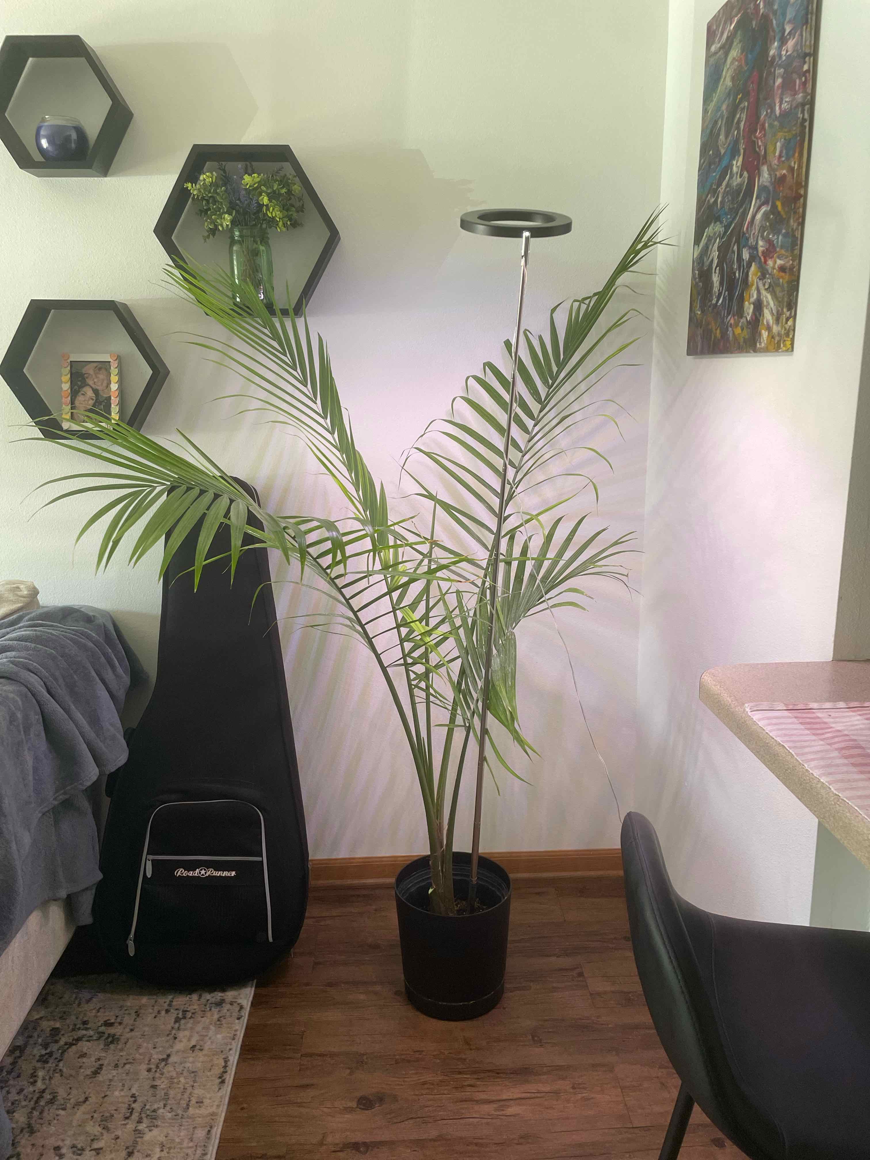 Healthy, mature majesty palm in a living room, with long green fronds and multiple stems emerging from a black nursery pot.