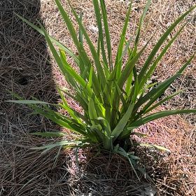 Photo of the plant species Twistleaf Yucca by @PoetWinterberry named Achilles on Greg, the plant care app