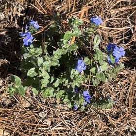 Photo of the plant species Bird's-Eye Speedwell by @PoetWinterberry named Naomi on Greg, the plant care app