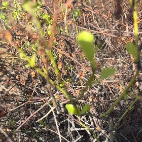 Photo of the plant species Sweetclover by @PoetWinterberry named Ronaldo on Greg, the plant care app