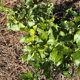 Photo of the plant species Yaupon by @PoetWinterberry named Gates on Greg, the plant care app