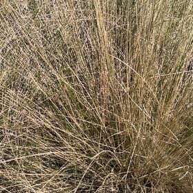 Photo of the plant species Muhly Grass by @PoetWinterberry named Rihanna on Greg, the plant care app