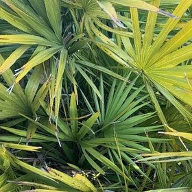 Photo of the plant species Saw Palmetto by @PoetWinterberry named Huckleberry Fern on Greg, the plant care app