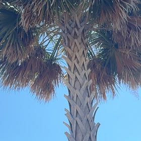 Photo of the plant species Blue Palmetto by @PoetWinterberry named Mando on Greg, the plant care app