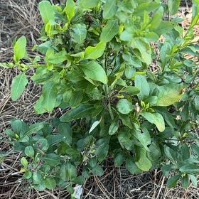 Photo of the plant species Twoleaf Nightshade by @PoetWinterberry named Demi on Greg, the plant care app