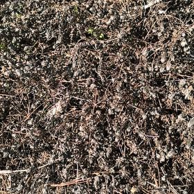 Photo of the plant species Spring Draba by @PoetWinterberry named Orlando Bloom on Greg, the plant care app
