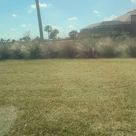 Photo of the plant species Rutabaga by @PoetWinterberry named Ulysses S Plant on Greg, the plant care app