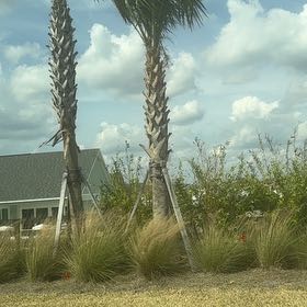 Photo of the plant species Sea Oats by @PoetWinterberry named Aria on Greg, the plant care app
