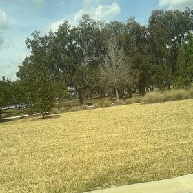 Photo of the plant species Giant Reed by @PoetWinterberry named Emerson on Greg, the plant care app