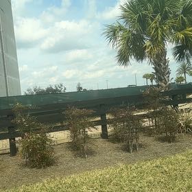 Photo of the plant species Blue Palmetto by @PoetWinterberry named Clooney on Greg, the plant care app