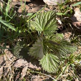 Photo of the plant species Hoary Stinging Nettle by @PoetWinterberry named Tupot amaroot on Greg, the plant care app