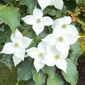 Photo of the plant species Kousa Dogwood by @PoetWinterberry named Bodhi on Greg, the plant care app