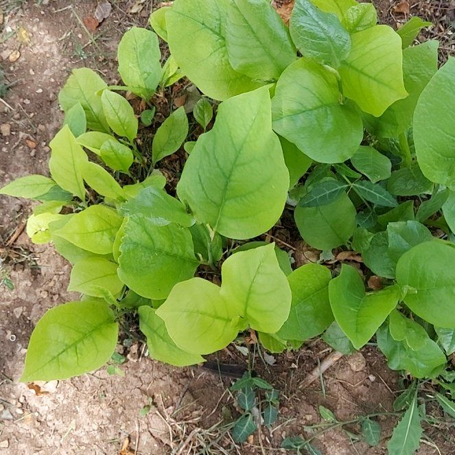 Photo of the plant species Salal by @PivotalBalsam named Coco on Greg, the plant care app