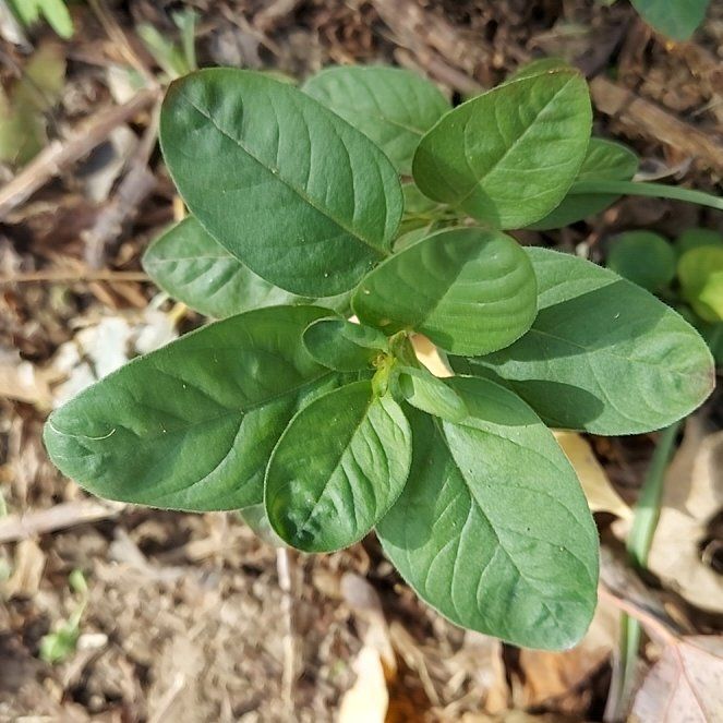 Photo of the plant species Anamu by @PivotalBalsam named Osmo on Greg, the plant care app