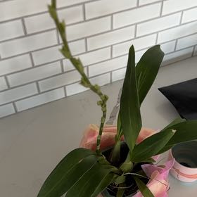 Photo of the plant species Oncidium 'Hilo Firecracker Lucky Strike' by @GoldenClubmoss named Firecracker orchid on Greg, the plant care app