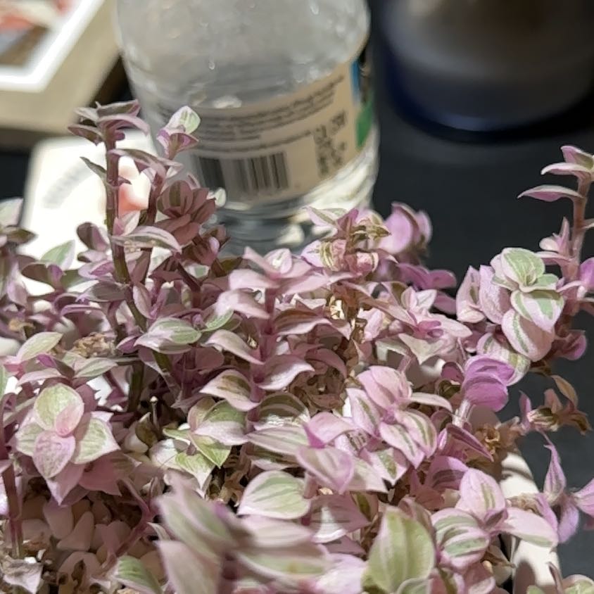 Photo of the plant species Oenothera 'Pink Leopard' by @CosmicOmnom48 named Leonardo on Greg, the plant care app