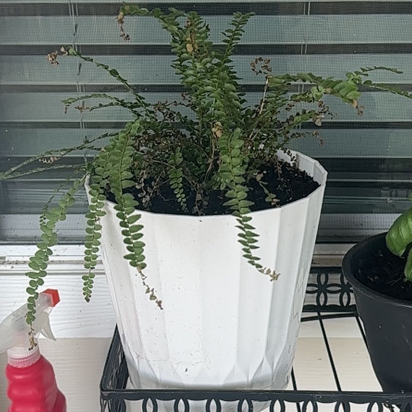 Photo of the plant species Lucky Lemon Fern by @FastMonkeyplant named Edmund on Greg, the plant care app
