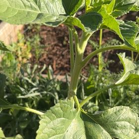 Photo of the plant species Dwarf Sunflower by @VictoriousSedge named Sir Plancelot on Greg, the plant care app