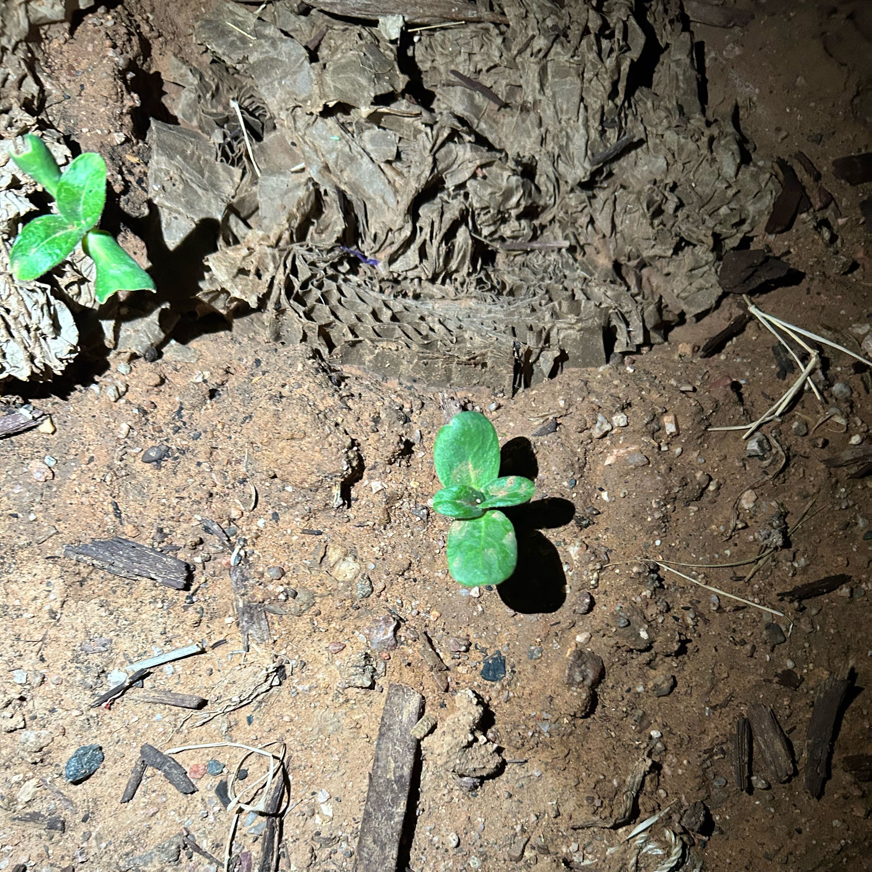 Photo of the plant species Mammoth Sunflower by @VictoriousSedge named Sonora on Greg, the plant care app