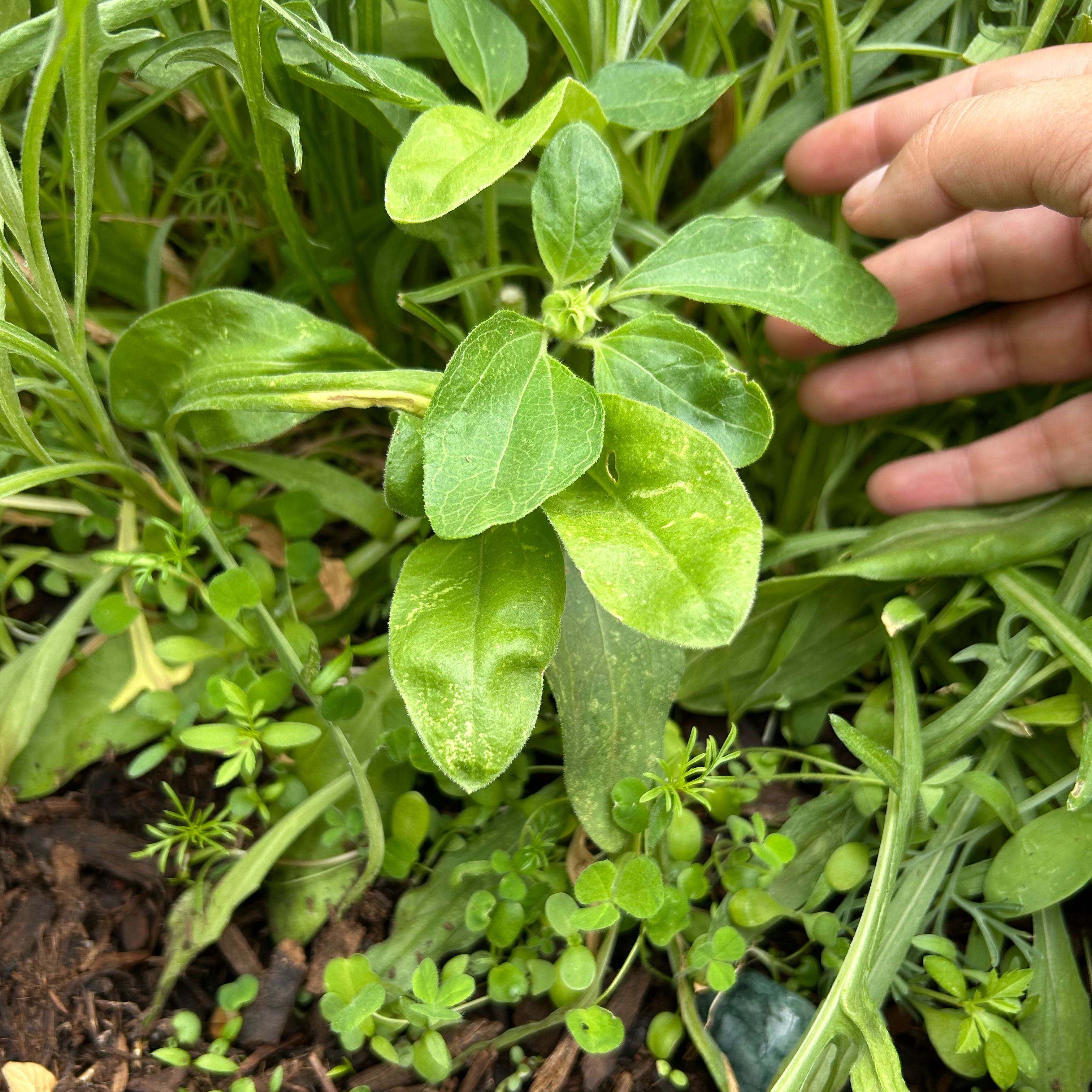 Photo of the plant species Broadleaf Forget-Me-Not by @VictoriousSedge named Captain Plant-it on Greg, the plant care app