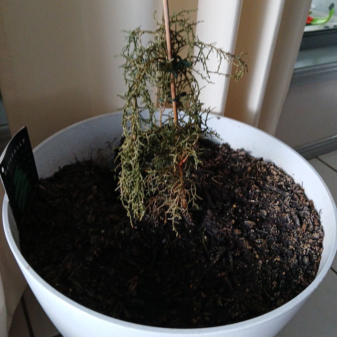 Photo of the plant species Huon Pine by @LucentFalsealoe named Hugh on Greg, the plant care app