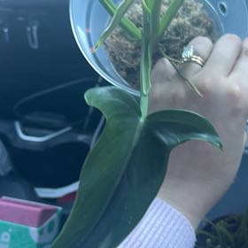Photo of the plant species Philodendron Tripartitum by @ReverentTawa named Mando on Greg, the plant care app