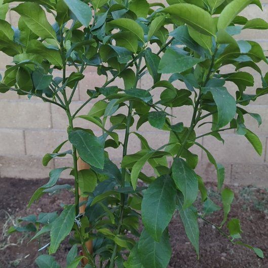 Photo of the plant species Dwarf Lisbon Lemon Tree by @humanroundup named Lemoncello on Greg, the plant care app