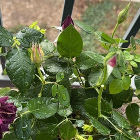 Photo of the plant species mini rose by @OrganicDaboecia named Pandu on Greg, the plant care app