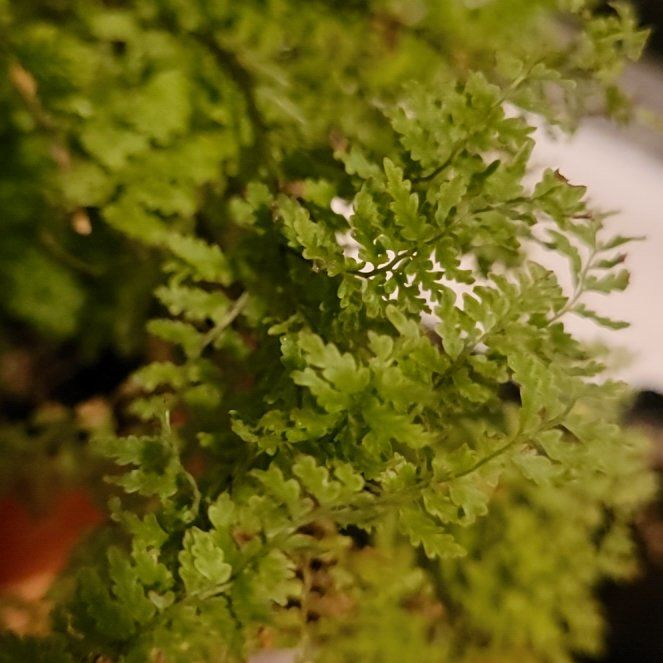 Photo of the plant species Hymenophyllum demissum by @roscoekibbyman named Kylie on Greg, the plant care app