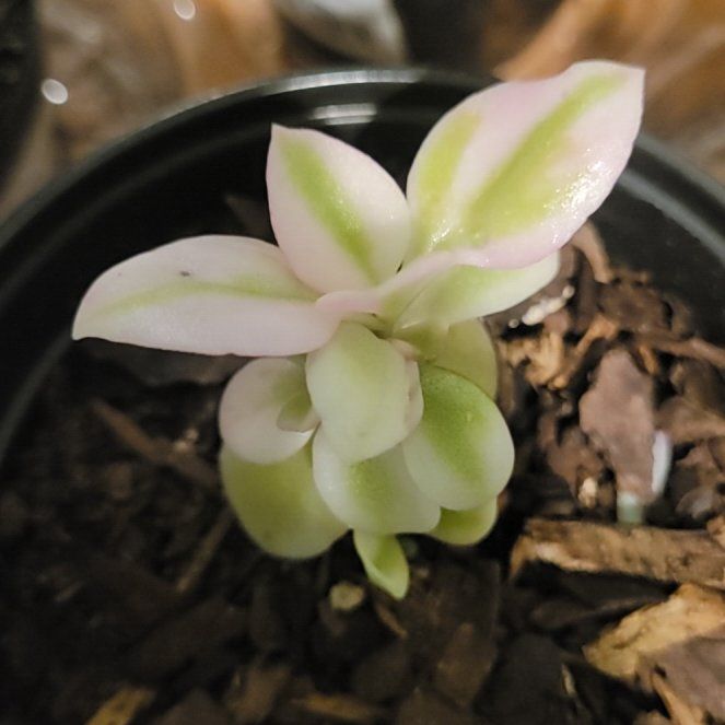 Plant care for Livingstone Daisy on Greg, the plant care app