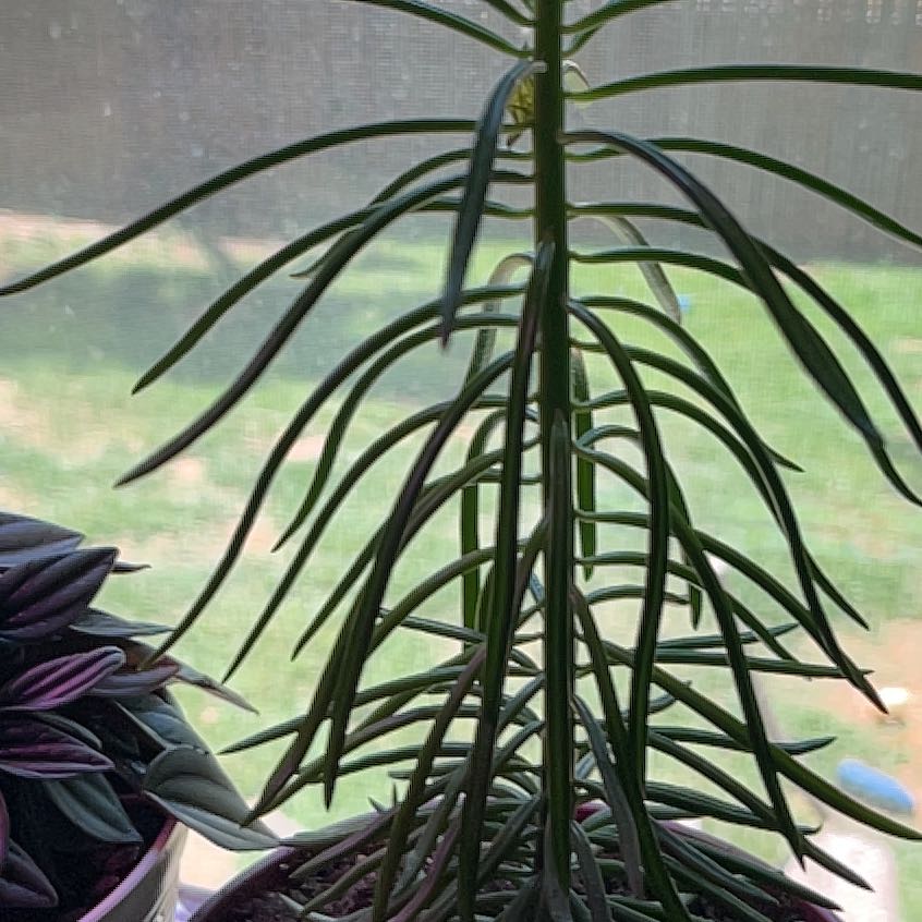 Photo of the plant species Caper Spurge by @WingedPandan31 named Robert Plant on Greg, the plant care app