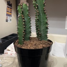 Photo of the plant species Euphorbia ingens 'Chocolate Drop' by @YesYellowbird30 named Oscar on Greg, the plant care app