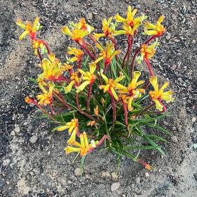 Plant care for Anigozanthos 'Bush Gold' on Greg, the plant care app