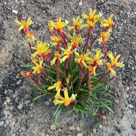 Photo of the plant species Bush Tenacity Kangaroo Paw Fern by @RefinedRedfir36 named Sahara on Greg, the plant care app