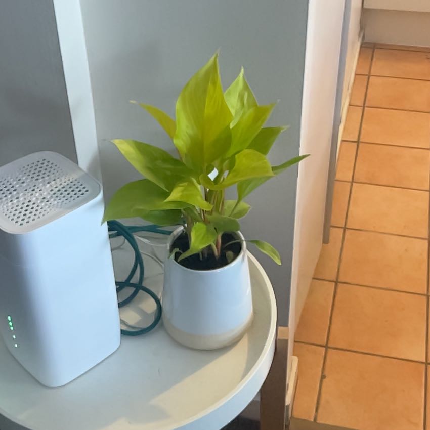 Photo of the plant species sunshine gem by @AmiableDuwei31 named Sunny on Greg, the plant care app