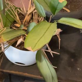 Photo of the plant species calathea exotica by @GuruRosemary61 named Achilles on Greg, the plant care app