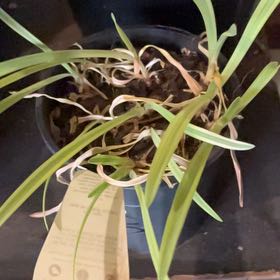 Photo of the plant species Dwarf Agapanthus by @GuruRosemary61 named Forrest on Greg, the plant care app