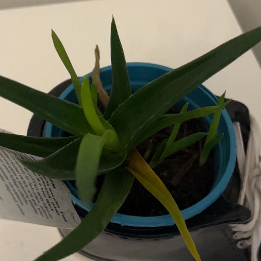 Plant care for Alworthia 'Black Gem' on Greg, the plant care app
