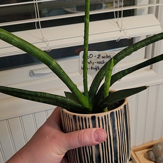 Photo of the plant species sanseveria starfish by @GiftedKawaka53 named Wall-E on Greg, the plant care app