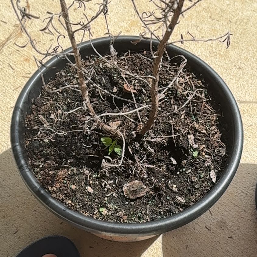 Photo of the plant species rosemary by @SassyPatchouli named Lavender on Greg, the plant care app