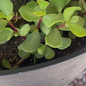 Photo of the plant species Large Leaf Elephant Bush by @ManlyBlue98 named Clooney on Greg, the plant care app