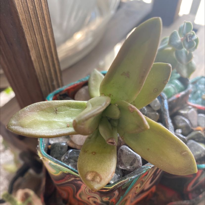 Crassula cotyledonis succulent in a decorative pot with visible soil and stones.