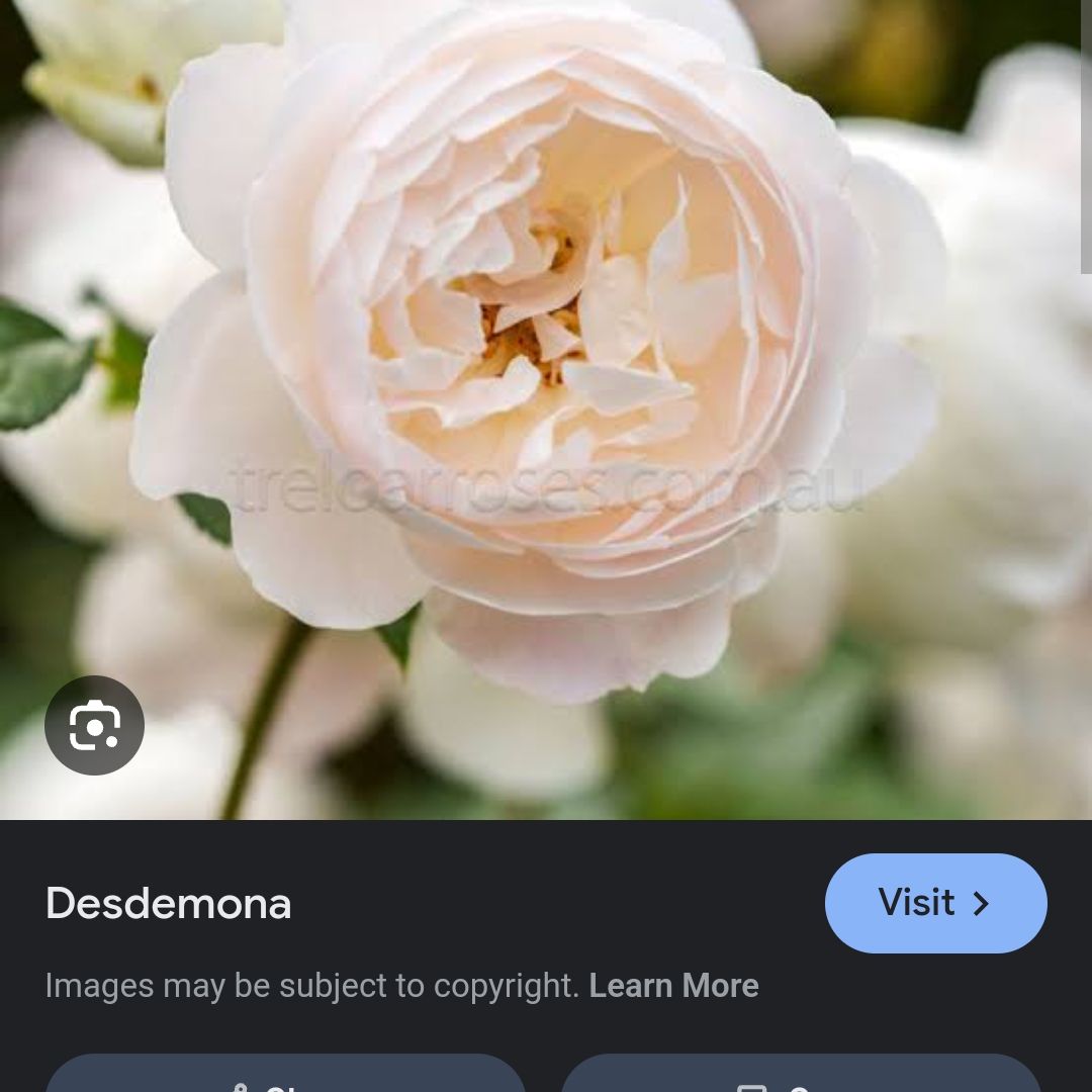 Photo of the plant species Rosa 'Desdemona' by @SupernalKale39 named Bigleef Smalls on Greg, the plant care app