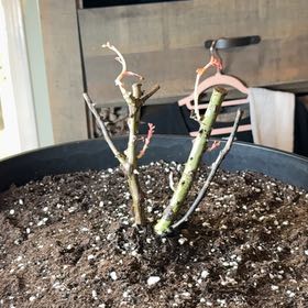 Photo of the plant species Veranda® Lavender Floribunda Rose by @RadiantWoreya named Lady on Greg, the plant care app