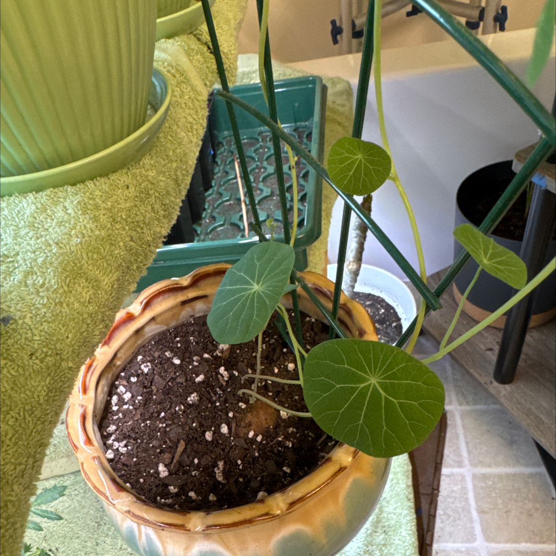 Photo of the plant species Stephania Cepharanta by @RadiantWoreya named Demi on Greg, the plant care app