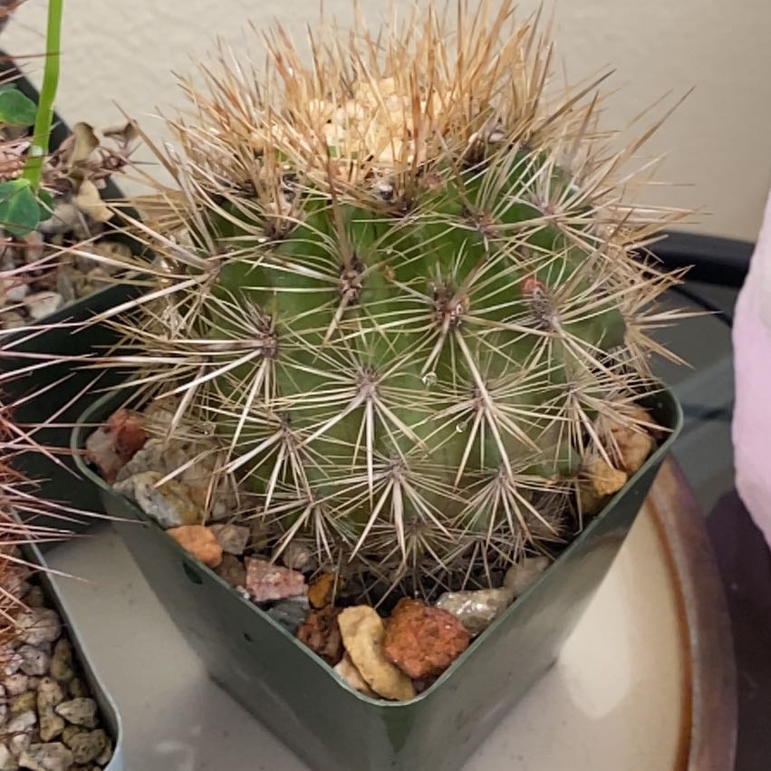 Photo of the plant species Chilenito Cactus by @EthicalOrchid42 named Sage on Greg, the plant care app