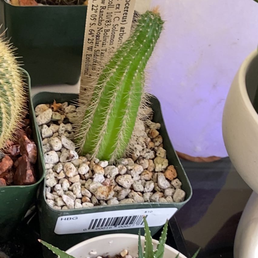 Photo of the plant species Tricocereus by @EthicalOrchid42 named Spike Leaves on Greg, the plant care app