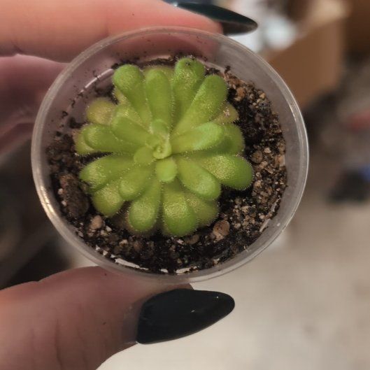 Photo of the plant species Mexican Butterwort by @JollyCamphor92 named Mochi on Greg, the plant care app